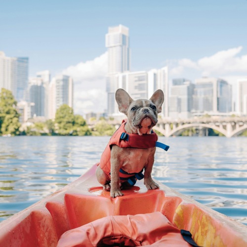dog on kayak in Lady Bird Lake